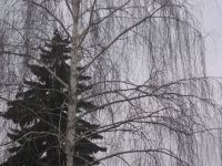 lonicek_cteme